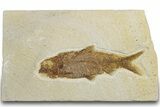 Detailed Fossil Fish (Knightia) - Wyoming #318497-1